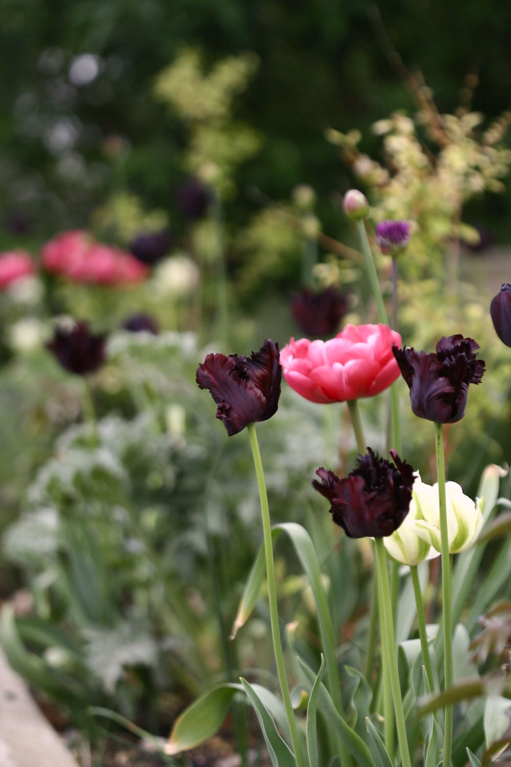 pink purple tulips