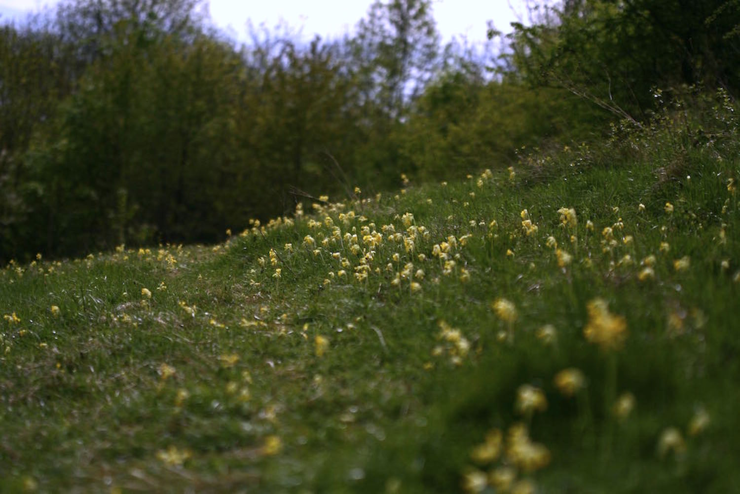 primula veris meadow