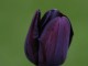 purple queen of the night