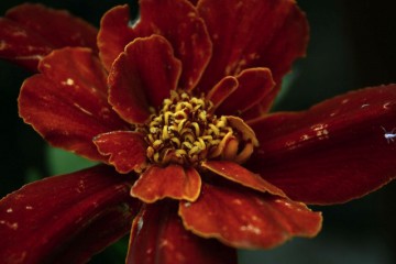 tagetes