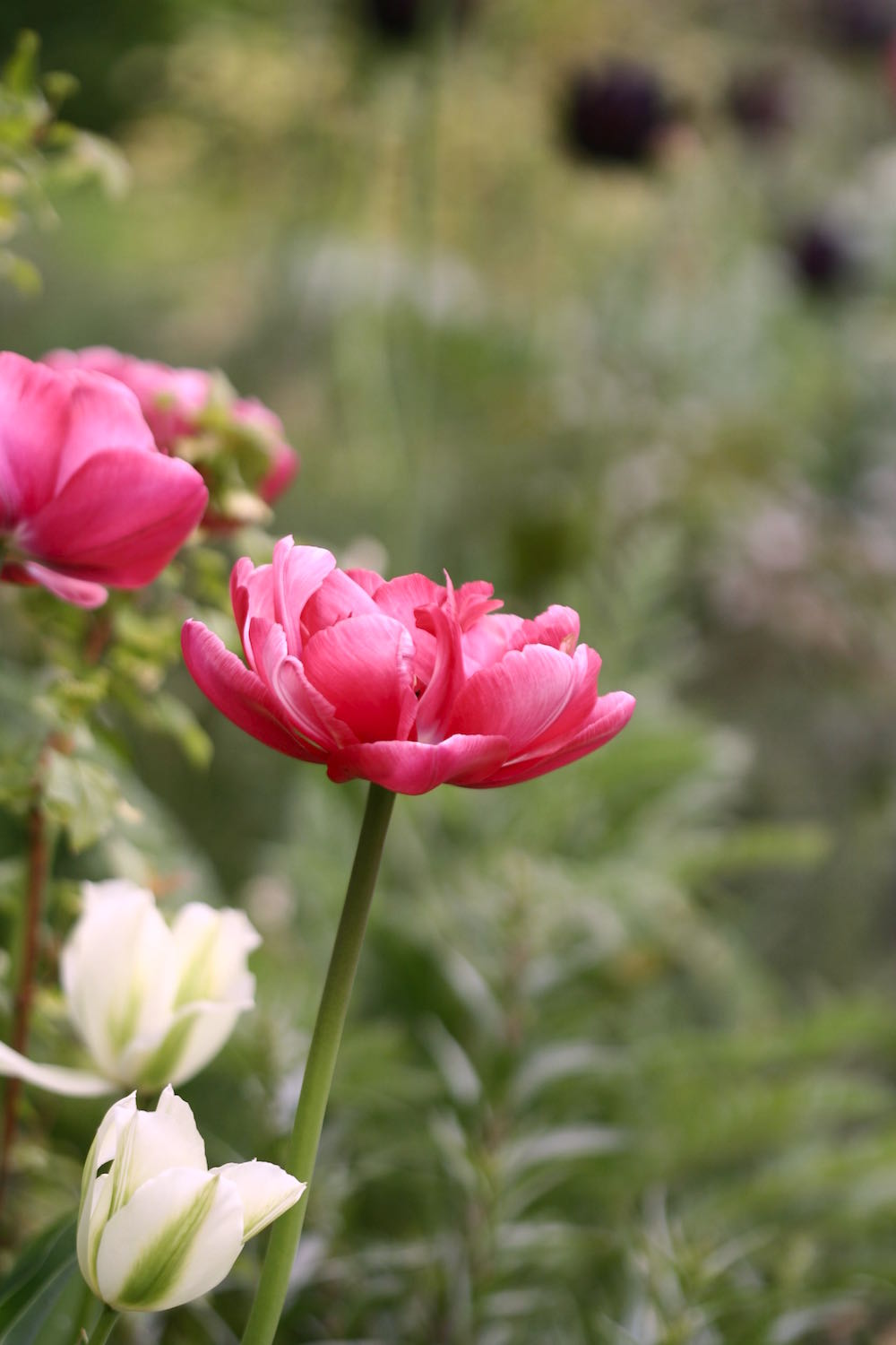 tulip close up