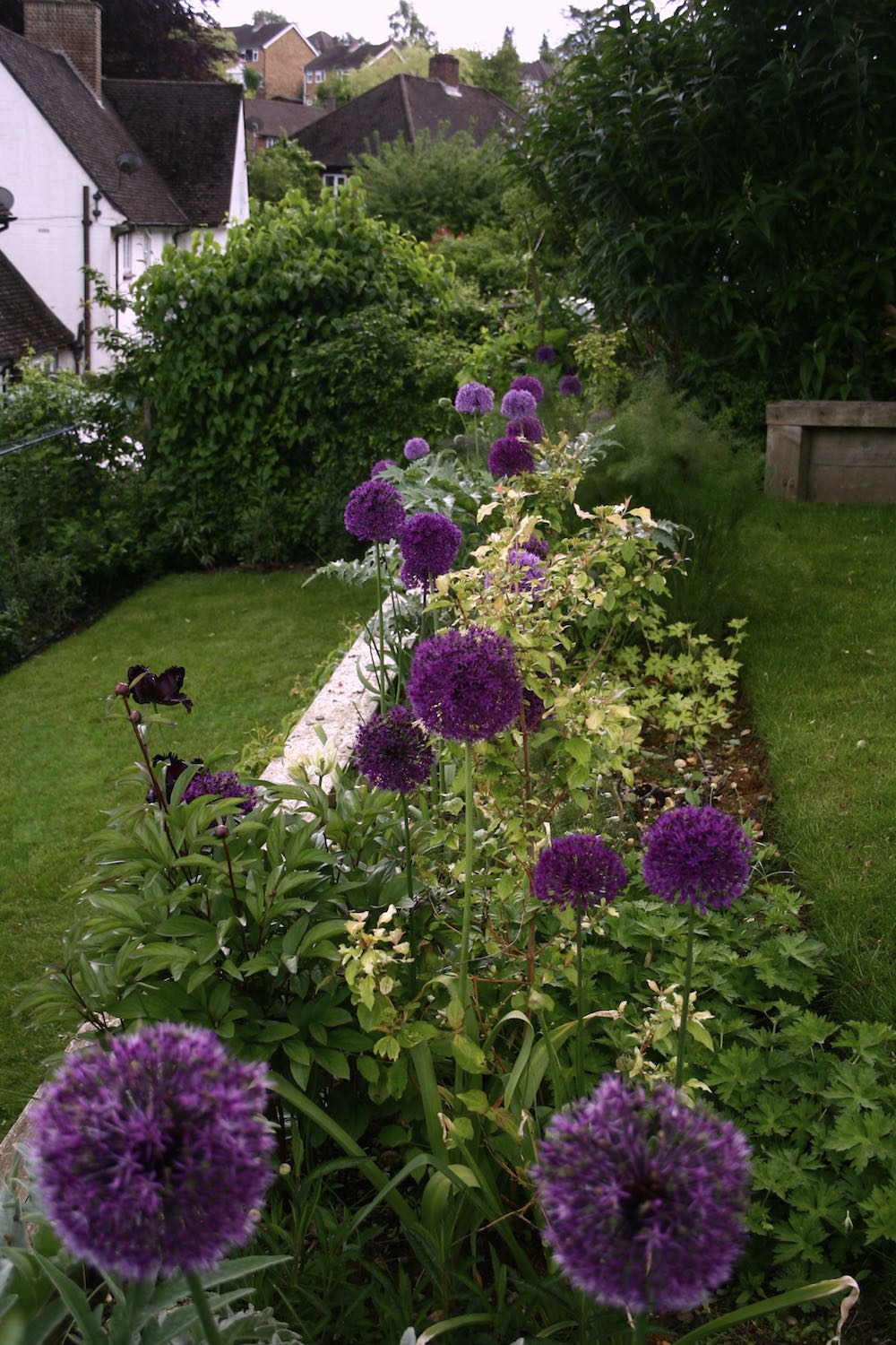 allium border side