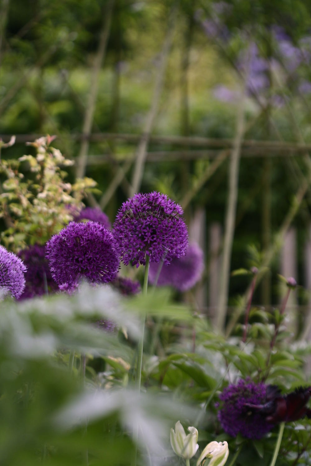 allium heads