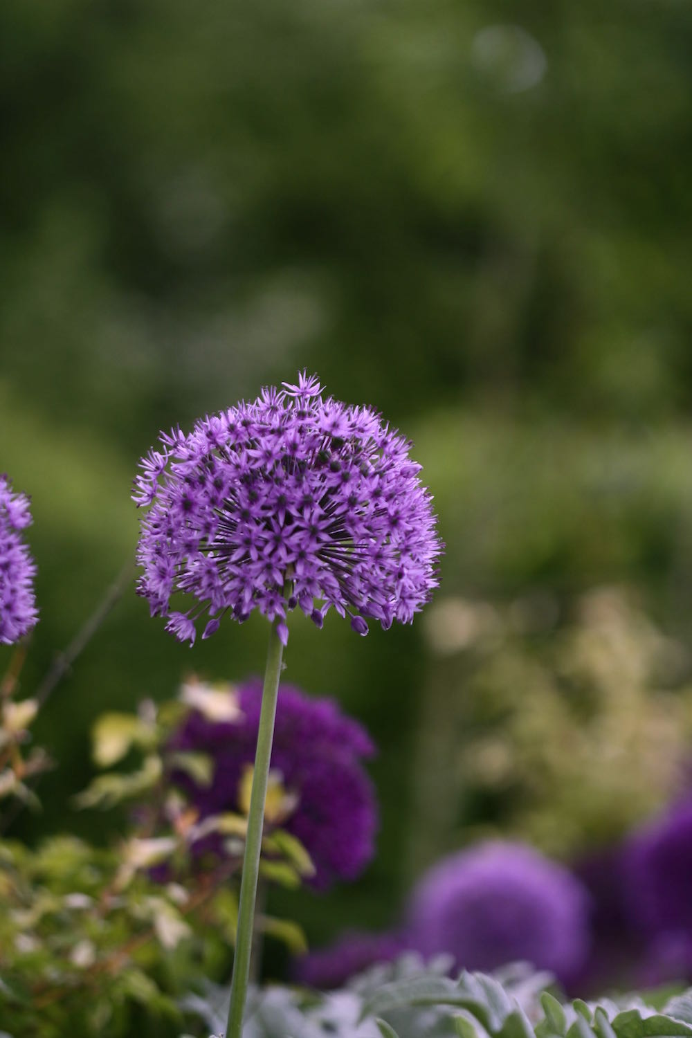 allium light purple