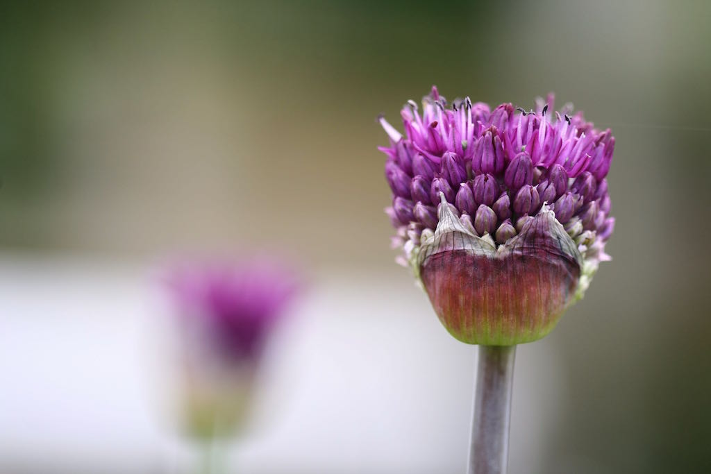 allium purples