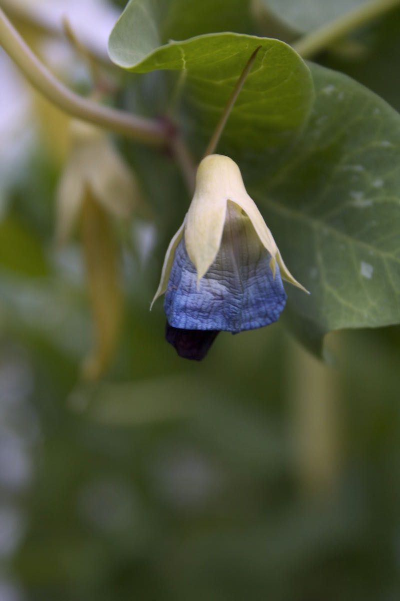 blue flowers yellow mangetout