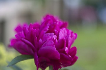 bright pink peony