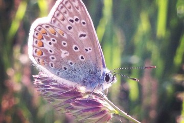 chalkhill blue butterfly