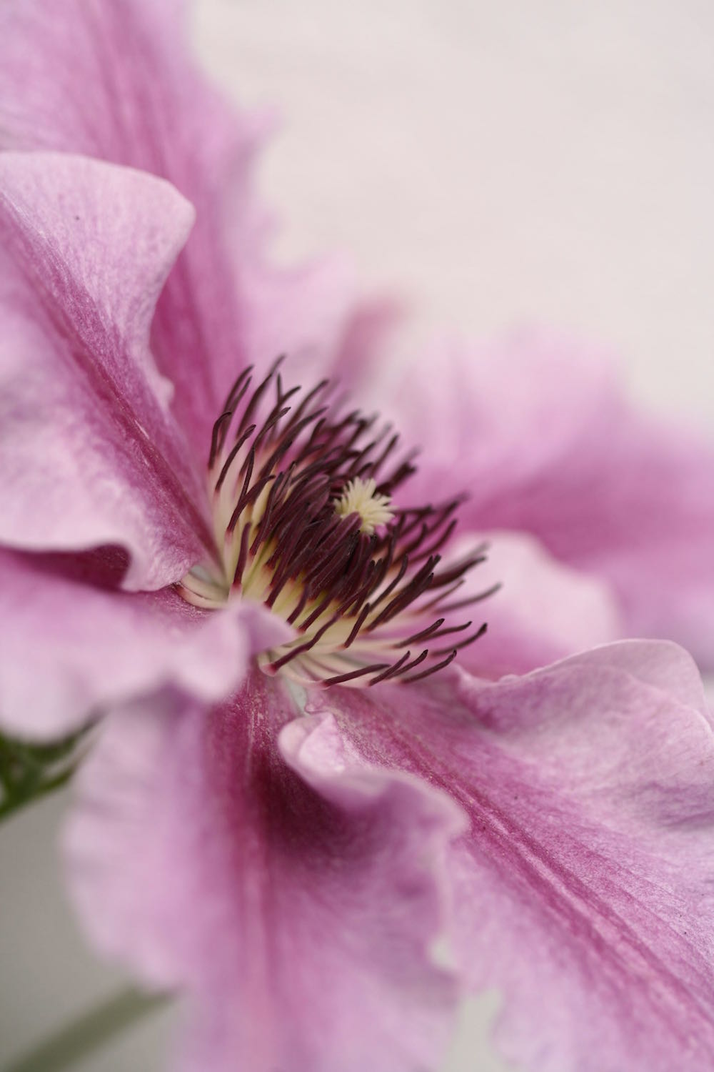 clematis flower