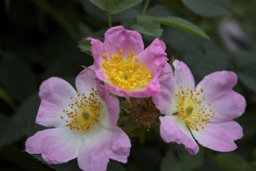 dog roses
