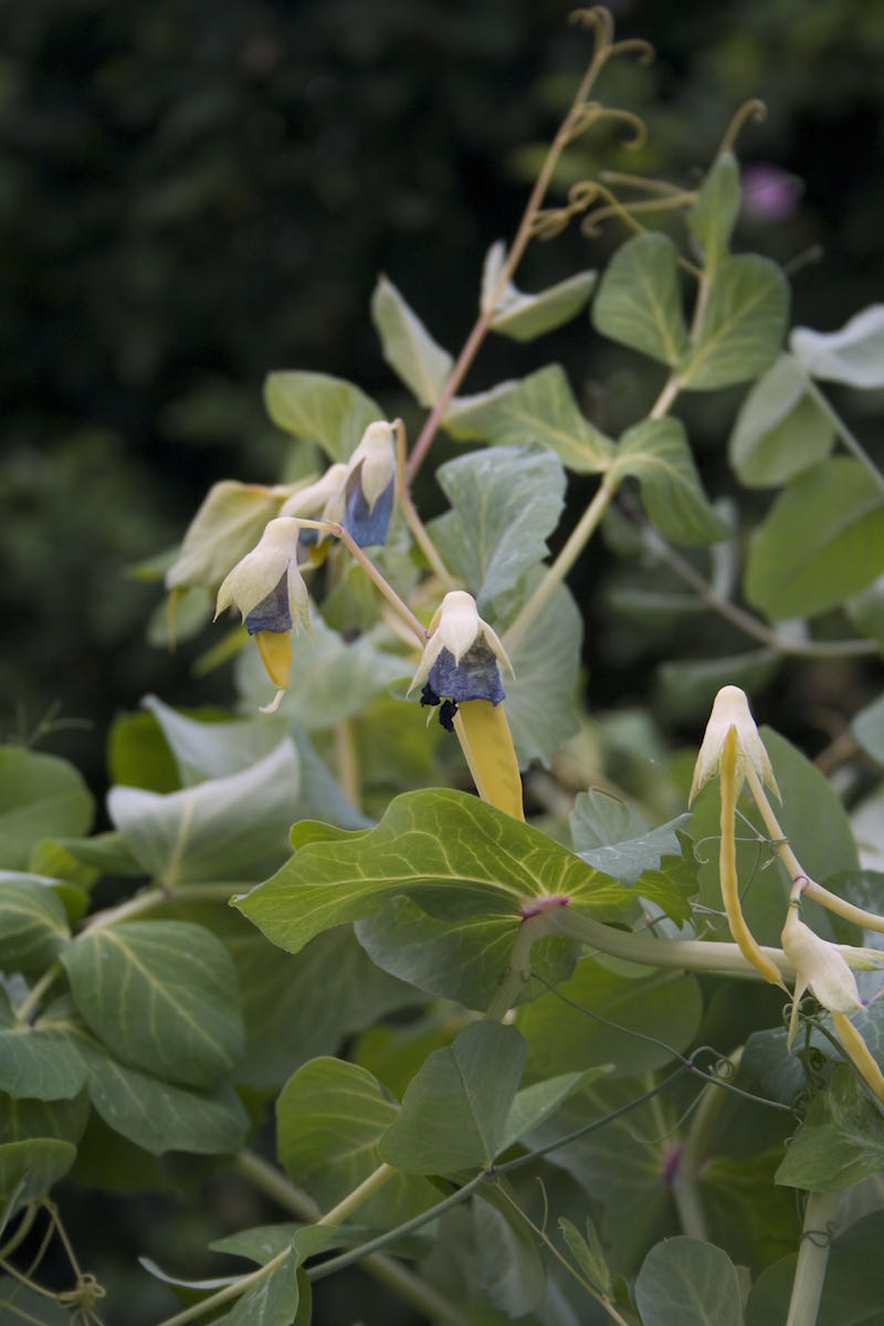 goldensweeet yellow mangetout peas