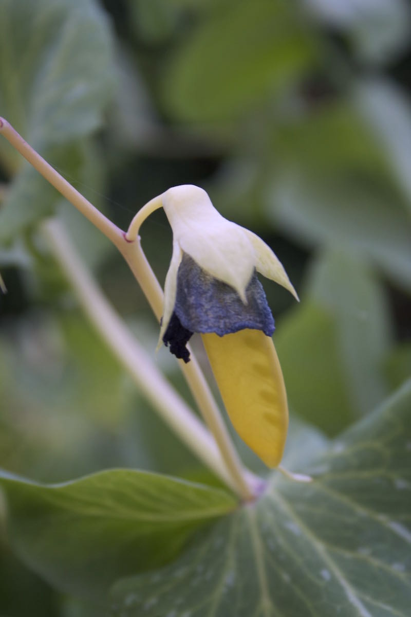 goldensweet mangetout