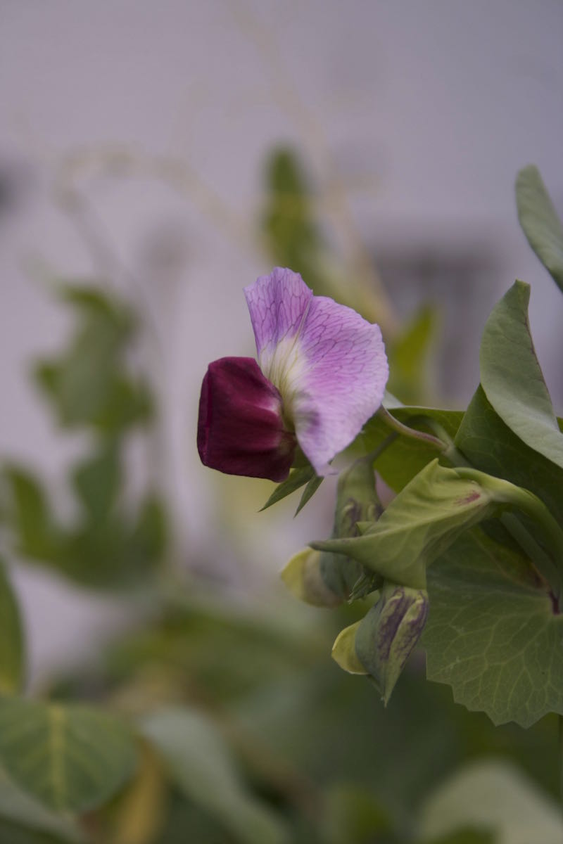 mangetout pea flower