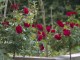 red standard roses