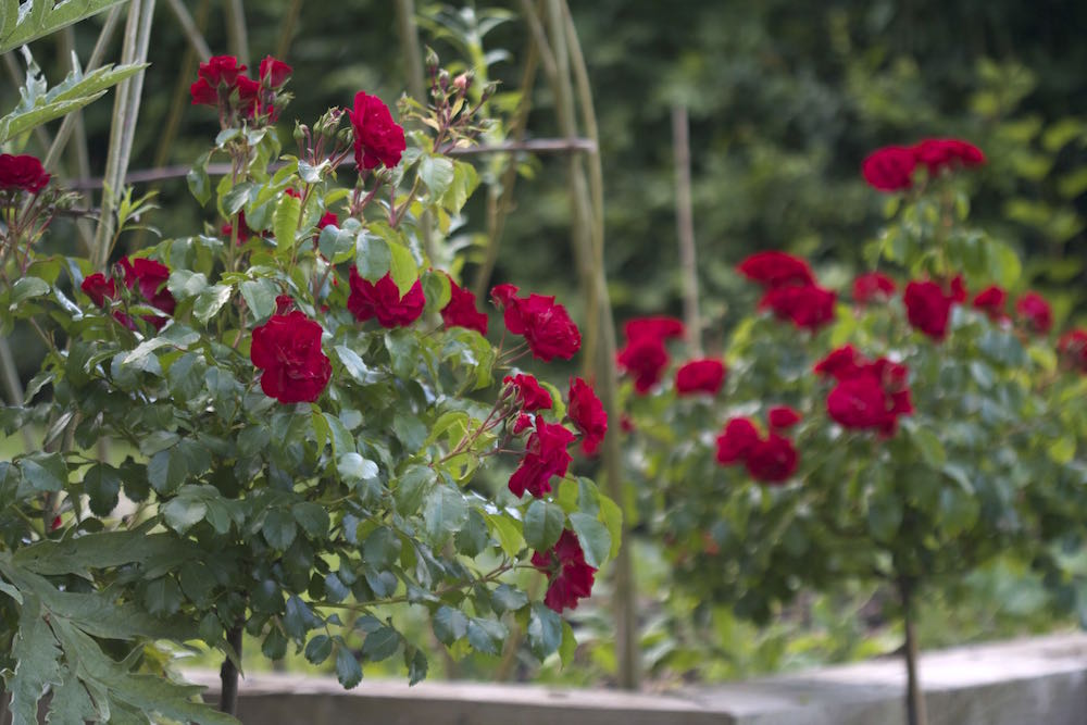 red standard roses