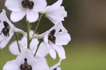white flowers delphinium