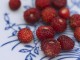 wild strawberry