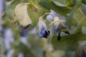 yellow mangetout flowers