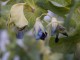 yellow mangetout flowers