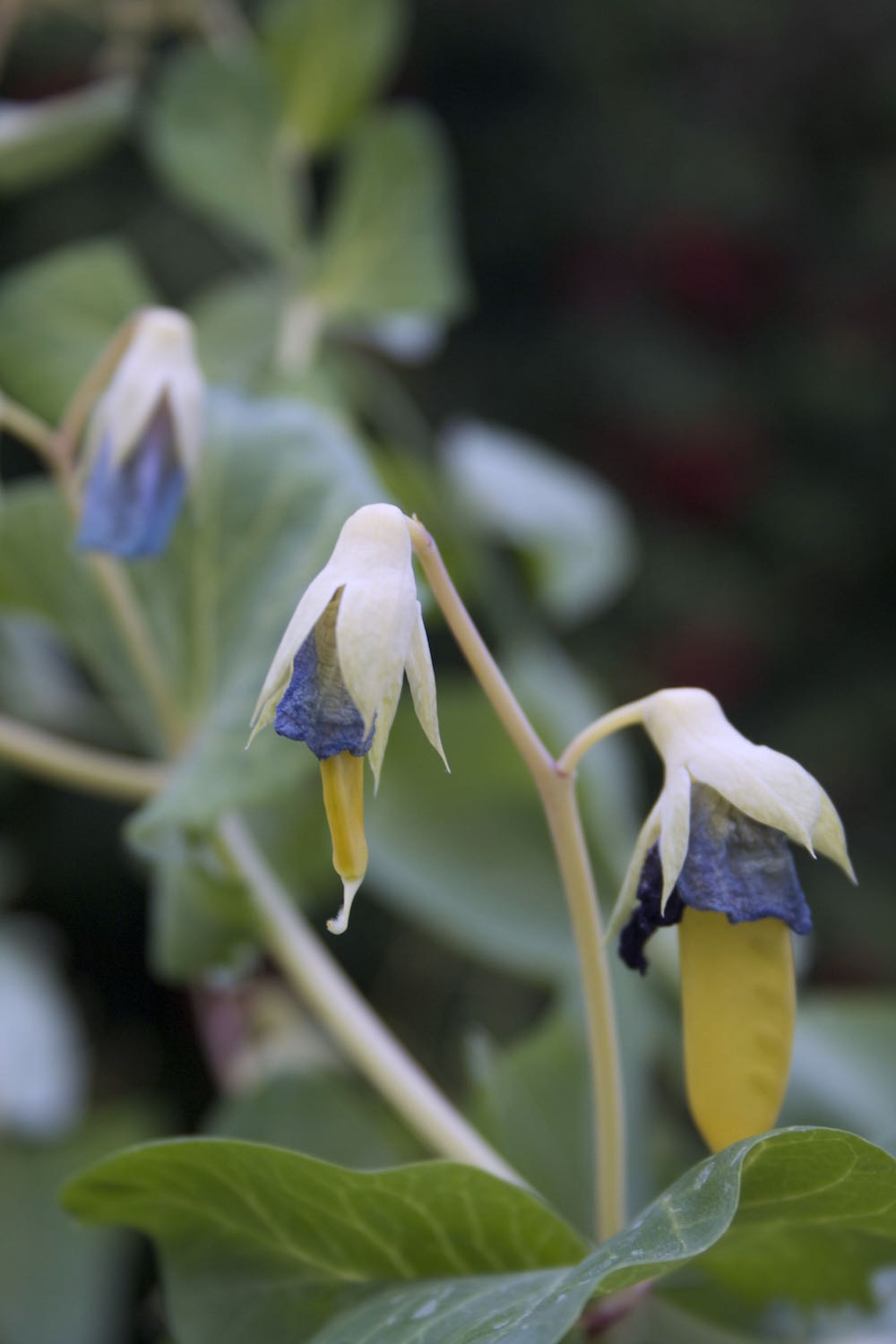 yellow mangetout
