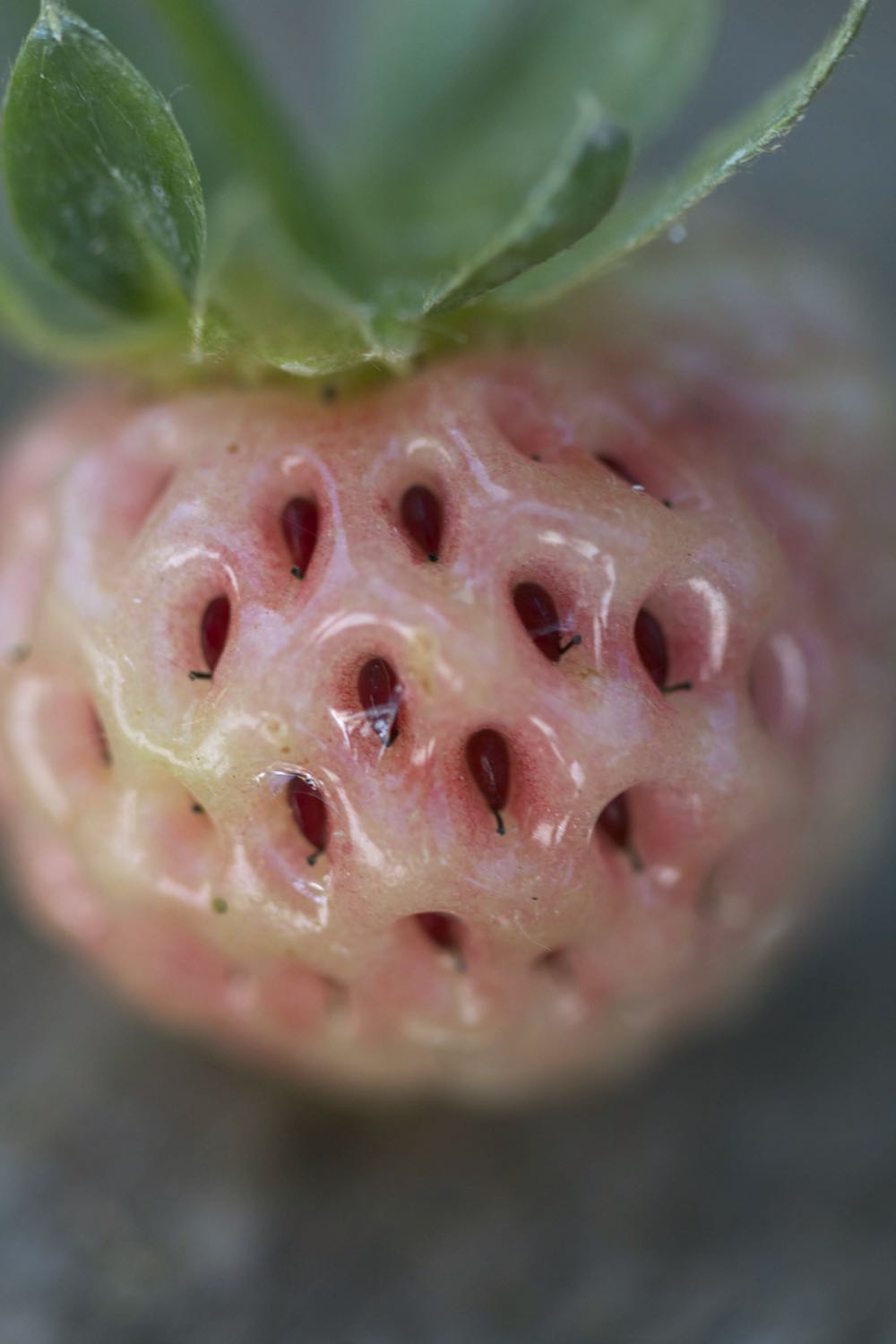 Fragaria ananassa