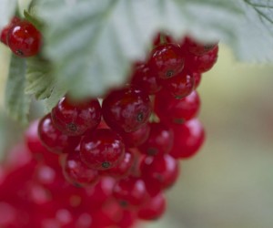 so many redcurrants