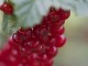 so many redcurrants