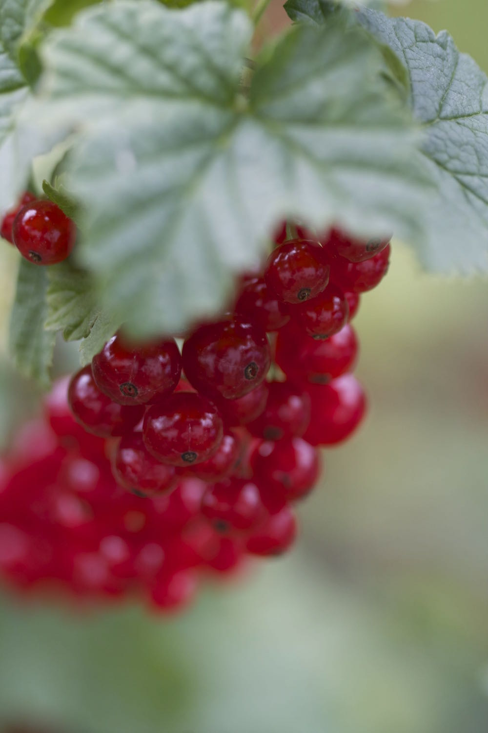 so many redcurrants