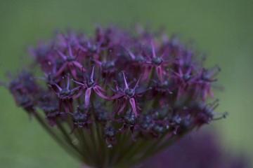 deep purple allium