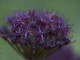 deep purple allium
