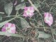 field bindweed