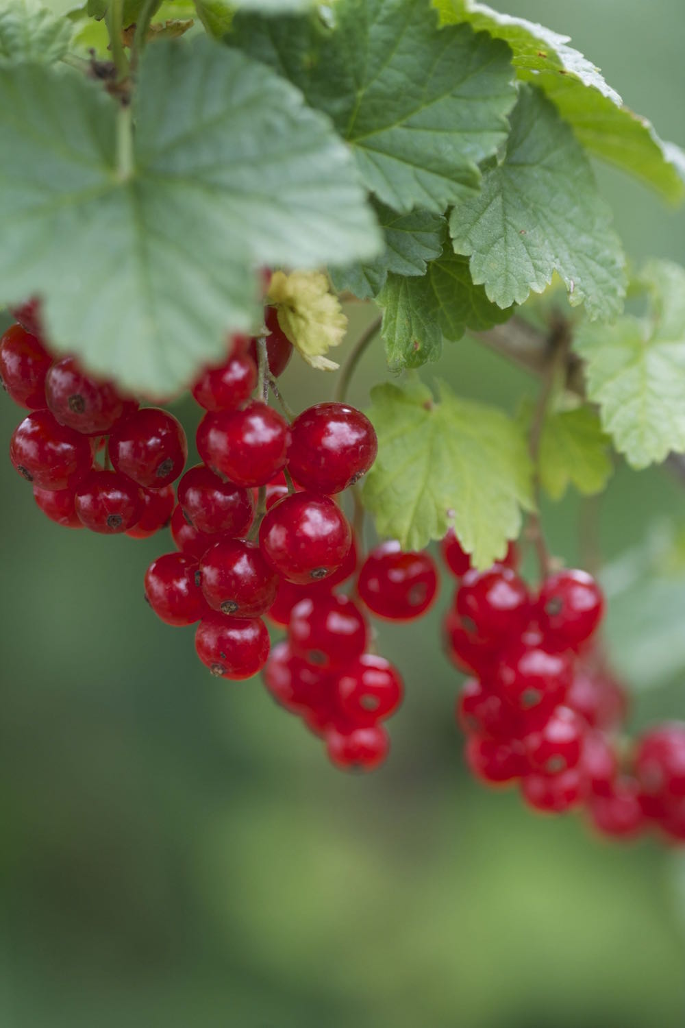massive redcurrant harvest