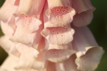 pale foxglove close