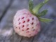 pineberry