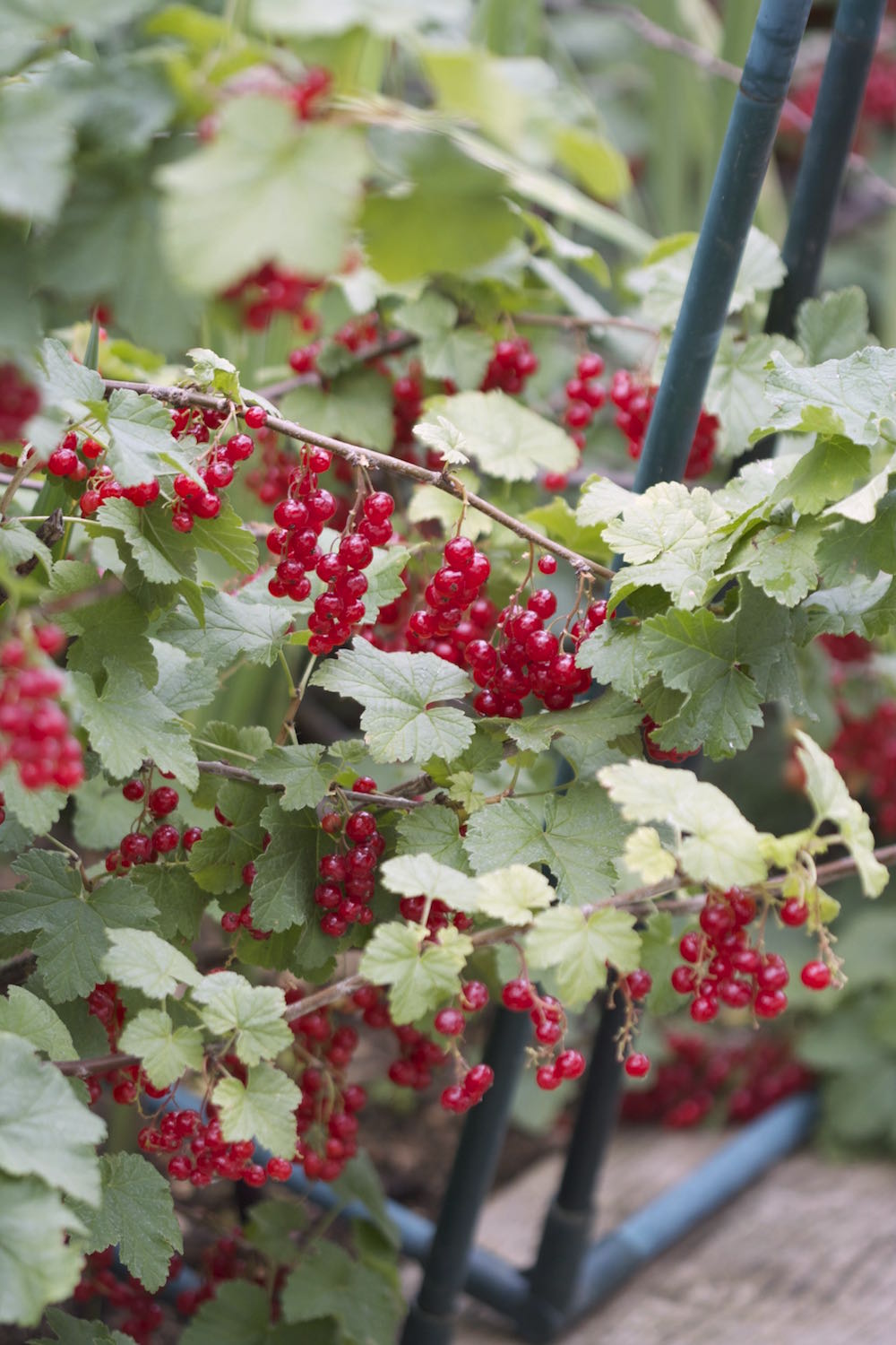 so many redcurrants