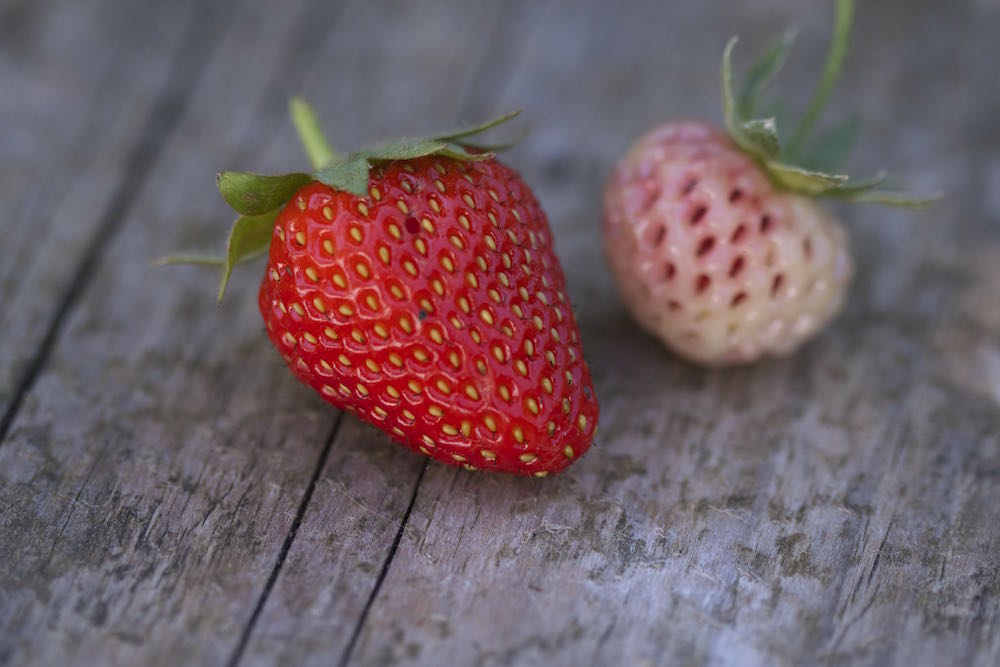 strawberry and pineberry