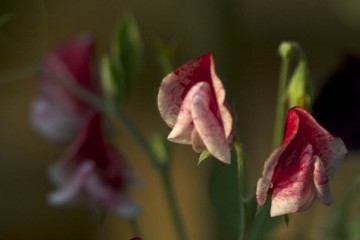 sweet peas