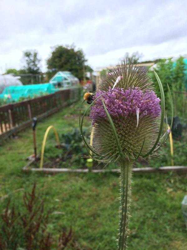 Gemma's allotment