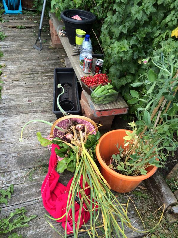 Gemma's allotment
