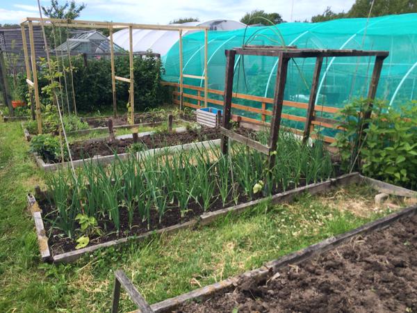 Gemma's allotment