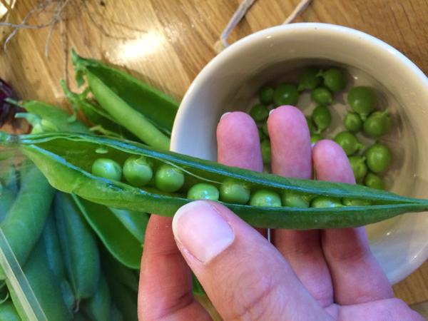 Gemma's allotment