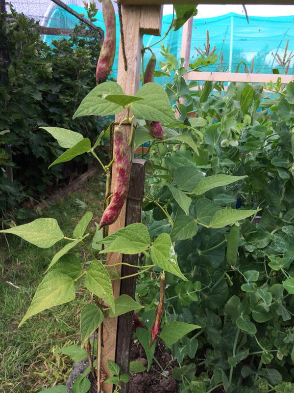 Gemma's allotment