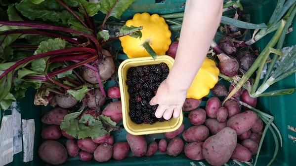 Claire's allotment