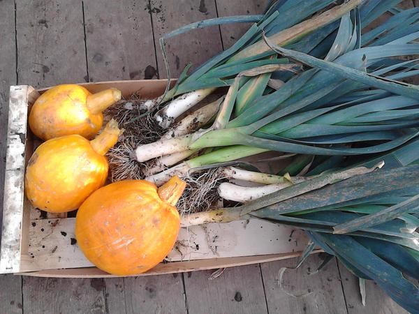 Claire's allotment