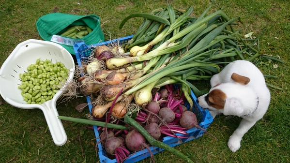 Claire's allotment