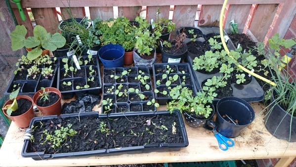 Claire's allotment