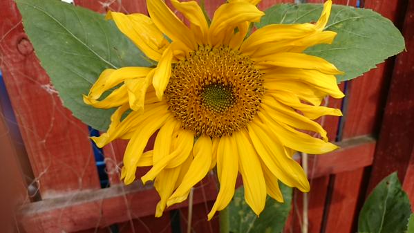 Claire's allotment