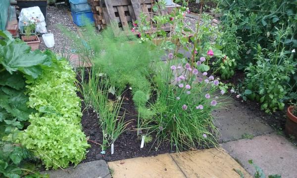Margaret's allotment
