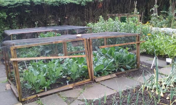 Margaret's allotment