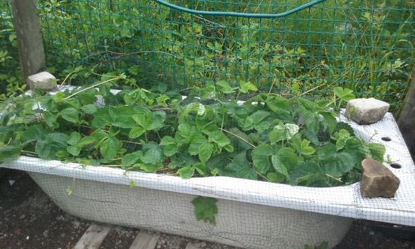 Margaret's allotment